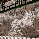 北京旅游 缩略图 4