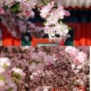 北京旅游 缩略图 11