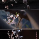 北京旅游 缩略图 1