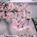 杭州旅游 缩略图 1
