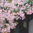 杭州旅游 缩略图 2