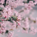 杭州旅游 缩略图 4