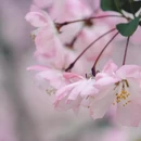 杭州旅游 缩略图 5