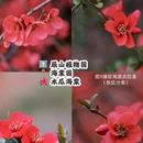 上海旅游 缩略图 2