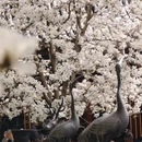 北京旅游 缩略图 11