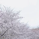 上海旅游 缩略图 8