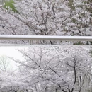 上海旅游 缩略图 11