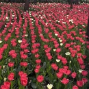 青岛旅游 缩略图 9