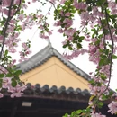 上海旅游 缩略图 4