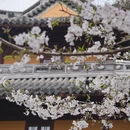 上海旅游 缩略图 12