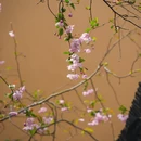 上海旅游 缩略图 10