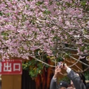 上海旅游 缩略图 5