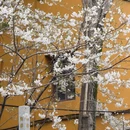 上海旅游 缩略图 6