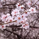 林芝旅游 缩略图 3