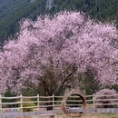 林芝旅游 缩略图 8