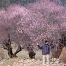 林芝旅游 缩略图 7