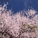 林芝旅游 缩略图 2