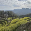 黄山旅游 缩略图 7