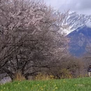 林芝旅游 缩略图 6
