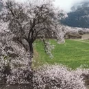 林芝旅游 缩略图 10