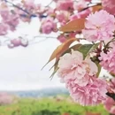 上海旅游 缩略图 1