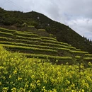 黄山旅游 缩略图 2