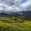 黄山旅游 缩略图 3