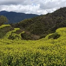 黄山旅游 缩略图 7