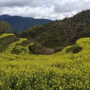 黄山旅游 缩略图 4