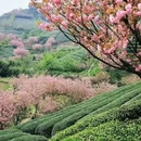 上海旅游 缩略图 12