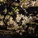 南京旅游 缩略图 4