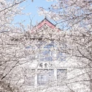 南京旅游 缩略图 3
