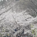 南京旅游 缩略图 7