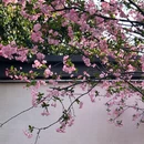 南京旅游 缩略图 6