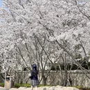 青岛旅游 缩略图 1