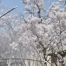 青岛旅游 缩略图 9