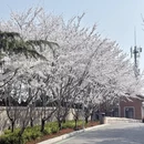 青岛旅游 缩略图 11