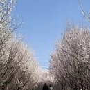 大连旅游 缩略图 17