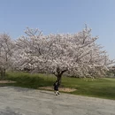 上海旅游 缩略图 8