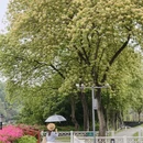 广州旅游 缩略图 1