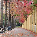 深圳旅游 缩略图 1