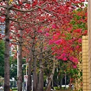 深圳旅游 缩略图 5