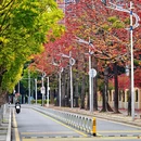 深圳旅游 缩略图 7