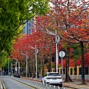 深圳旅游 缩略图 9