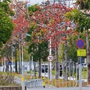 深圳旅游 缩略图 13
