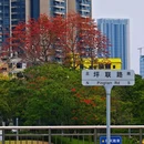 深圳旅游 缩略图 10