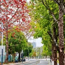 深圳旅游 缩略图 14