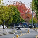 深圳旅游 缩略图 11