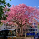 深圳旅游 缩略图 6