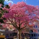 深圳旅游 缩略图 8